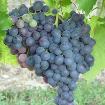 Vitis vinifera Muscat de Hambourg - Grape vine