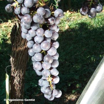 Vitis vinifera Noir Hâtif de Marseille - Grape vine