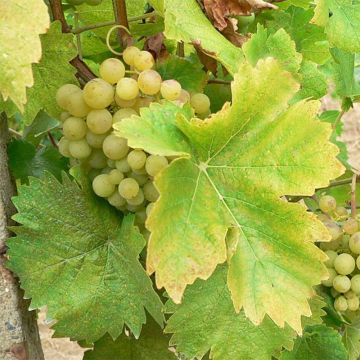 Vitis vinifera Perle de Csaba - Grape Vine
