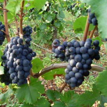 Vitis vinifera Pinot Noir - Grape Vine