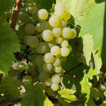Vitis vinifera Chasselat Cioutat - Grape vine