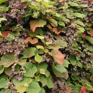 Vitis coignetiae Sunning Dale