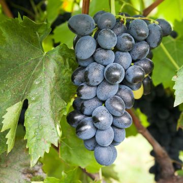 Vitis vinifera Attika