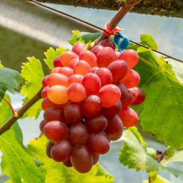 Vitis vinifera Crimson Seedless - Grape vine