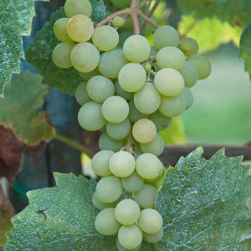 Vitis vinifera Aperina bianca - Grape vine