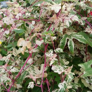 Ampelopsis brevipedunculata Elegans - Porcelainberry