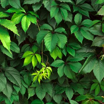 Parthenocissus viteacea