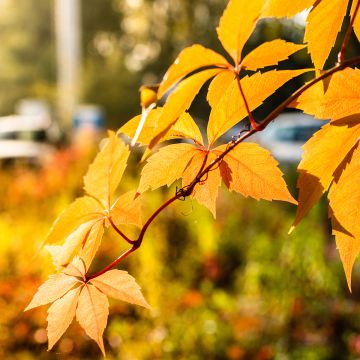 Parthenocissus quinquefolia Yellow Wall- Virginia Creeper