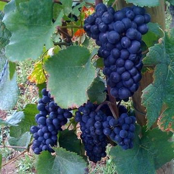Vitis vinifera Boskoop Glory - Grape vine