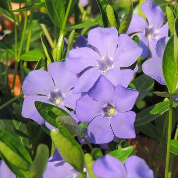 Vinca minor Anna