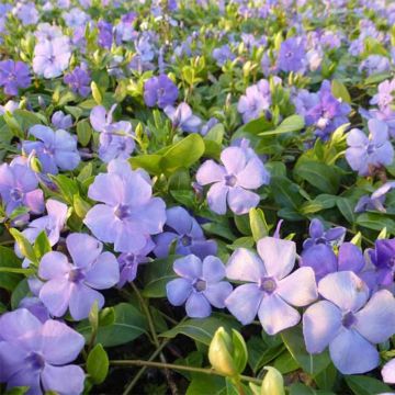 Vinca minor Flower Power