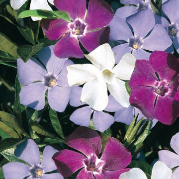 Vinca minor Sebastian's Beste