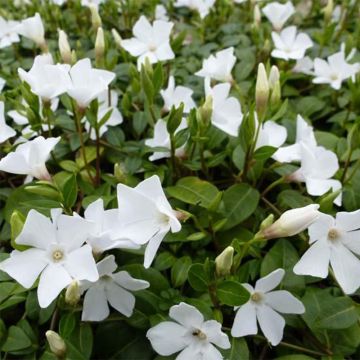 Vinca minor White Power