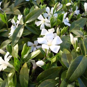 Vinca minor Gertrude Jekyll