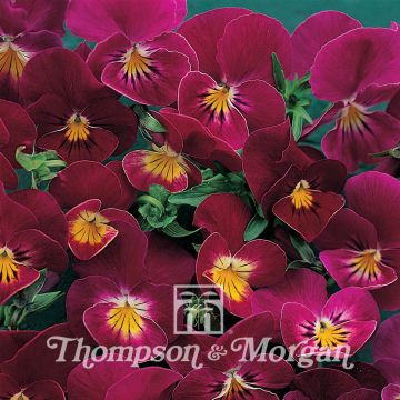 Viola Rose Shades - Swiss Garden Pansy Seeds