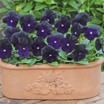 Viola Sorbet XP Blackberry - Horned Pansy