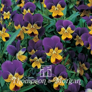 Viola tricolor Seeds - Hearts ease