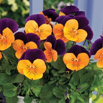 Viola cornuta Butterfly Orange and Purple