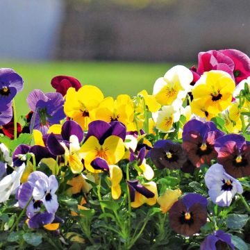 Viola cornuta Butterfly Mix