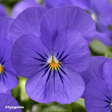 Viola cornuta F1 Penny Blue - Horned pansy