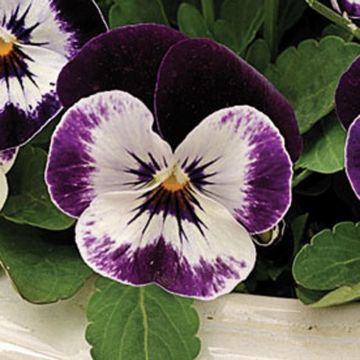 Viola cornuta Penny F1 Mickey - Horned pansy