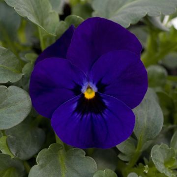 Viola cornuta Sorbet Xp F1 Blue Blotch