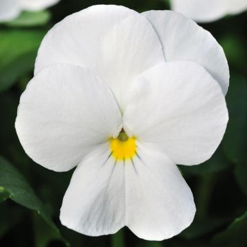 Viola Sorbet XP White - Viola cornuta