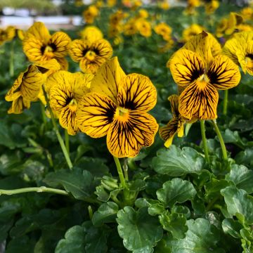 Viola cornuta Evo Mini/Sorbet XP Tiger Eyes - Horned pansy