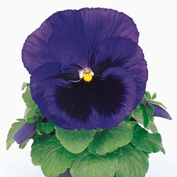 Viola x wittrockiana Matrix F1 Deep Blue Blotch - Pansy