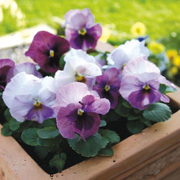 Viola Alpha F1 Pink Shades - Medium-flowered Pansy