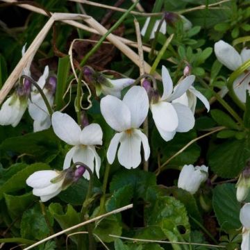 Viola odorata Alba