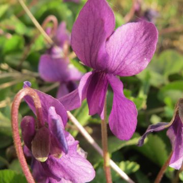 Viola odorata Red Charm