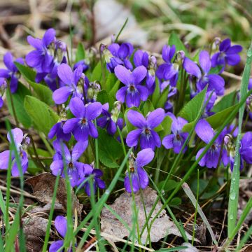 Viola odorata