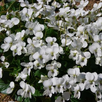 Viola sororia Albiflora