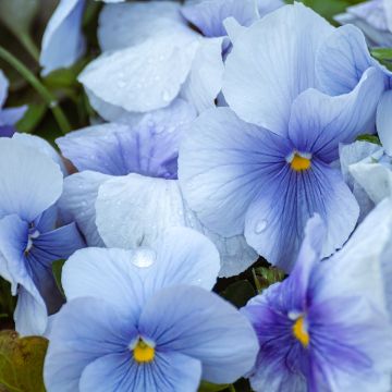 Viola x wittrockiana Inspire Silver Blue - Pansy
