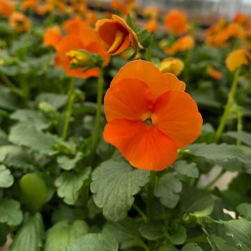 Viola cornuta Penny Orange plug plant