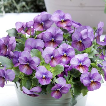 Viola cornuta Butterfly Antique Violet - Horned pansy