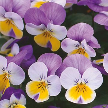 Viola cornuta F1 Kitty Surprise - Horned Pansy