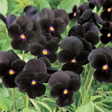 Viola (x) cornuta F1 Sorbet Black Delight