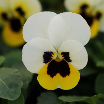 Viola Sorbet XP Lemon Ice Blotch - Viola cornuta