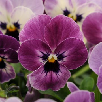 Viola Sorbet XP Raspberry - Horned Pansy