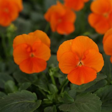 Viola Sorbet XP Deep Orange - Viola cornuta