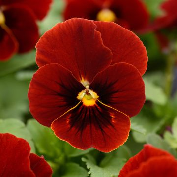 Viola x cornuta Sorbet XP Red - Pansy