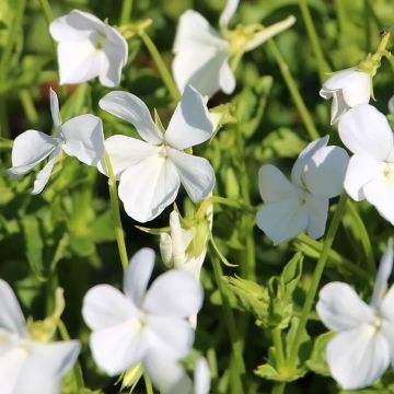 Viola cornuta Wisley White - Horned pansy
