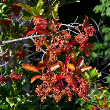 Viburnum odoratissimum 