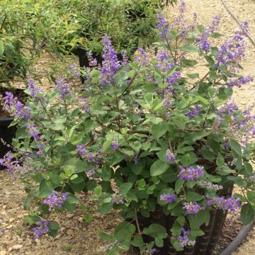 Vitex agnus-castus Chicagoland Blues - Chaste Tree