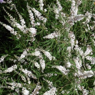 Vitex agnus-castus Silver Spire - Chaste Tree