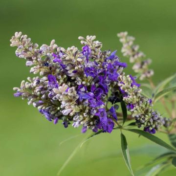 Vitex agnus-castus Blue Puffball - Chaste Tree