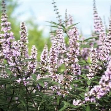 Vitex agnus-castus Galactic Pink - Chaste Tree