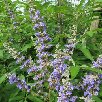 Vitex agnus-castus Magical Summertime Blues - Chaste Tree